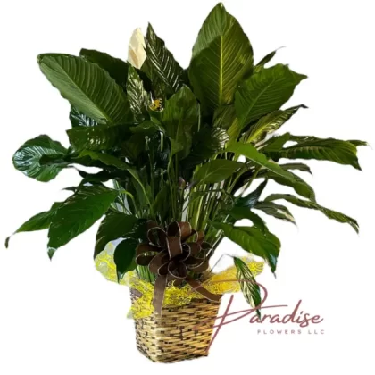 Large Elegant Spathiphyllum Peace Lily in a 10-inch woven wicker basket, known for its air-purifying qualities and indoor charm.