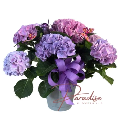 Elegant large purple hydrangea plant with butterflies and festive bow – perfect Mother's Day gift