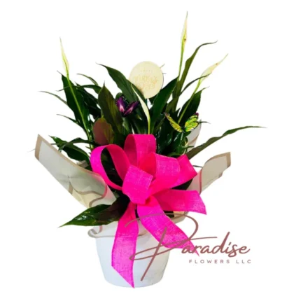 Small elegant Peace Lily plant in white pot with pink ribbon and “Happy Mother’s Day” tag – perfect indoor plant gift