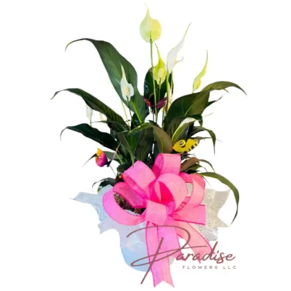 Small Elegant Spathiphyllum Peace Lily in a 6-inch plastic vase, ideal for compact spaces.