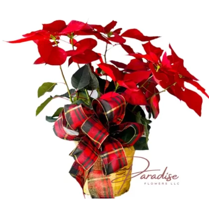 Elegant Holiday Poinsettia featuring a vibrant red poinsettia plant in a rustic woven basket with a festive bow.