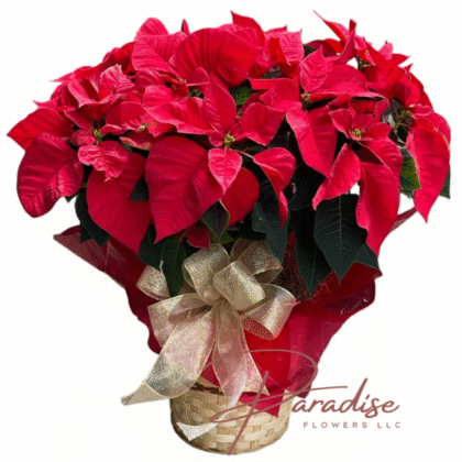 Lush red poinsettia plant in a wicker basket topped with a shimmering gold bow for Christmas holiday decor.
