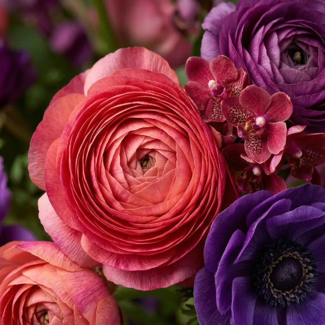 Vibrant pink and purple ranunculus flowers, showcasing premium custom floral arrangements for everyday occasions and milestones.