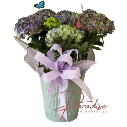Large Blue Hydrangea Plant with a lavender bow and butterfly accents for Mothers Day.